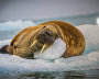 The Arctic: Best Photos of the Year exhibition opens