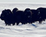 The Great Northern Route expedition