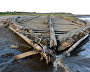 Where Thames Meets Yenisei expedition