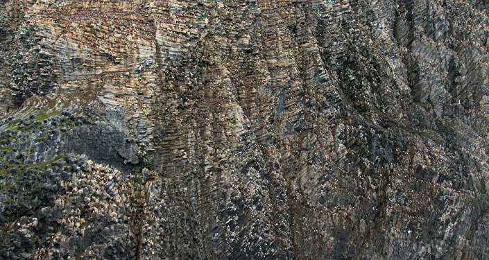 Bird colony on Rubini Rock, Franz Josef Land, Russian Arctic National Park