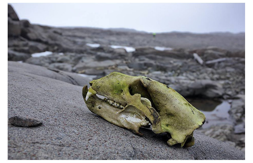 Polar bear cranium