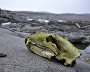 Polar bear cranium