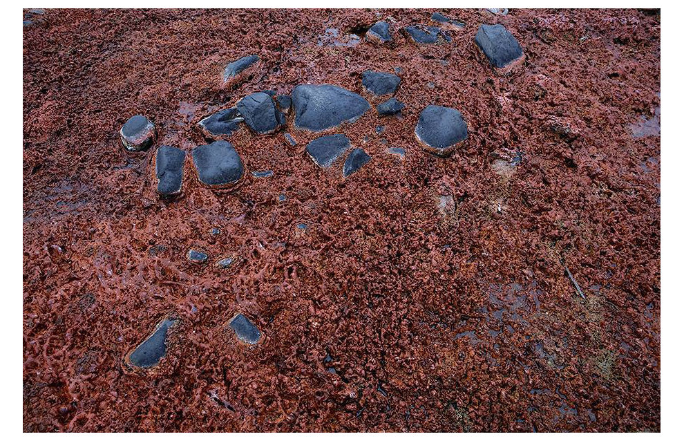 Red algae near Leigh-Smith Island