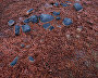 Red algae near Leigh-Smith Island