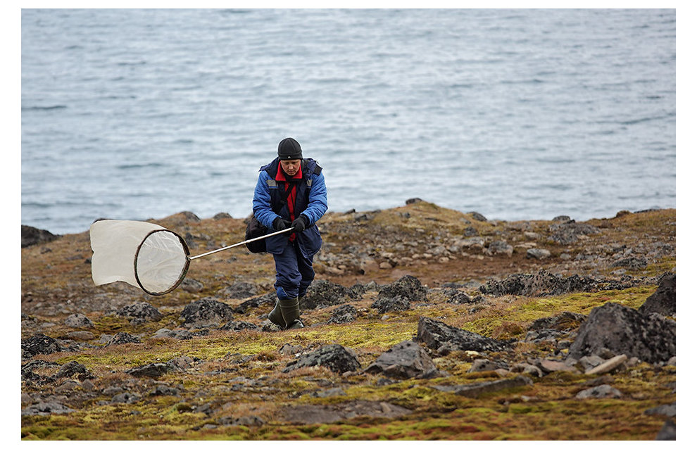 Entomologist Andrei Krasheninnikov on Cape Norway, Jackson Island