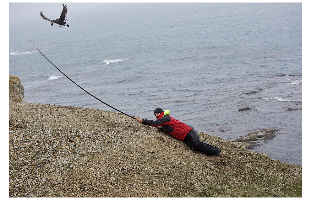 Zoologist Miroslav Babushkin catches guillemots to attach transceiver to track location and migration patterns