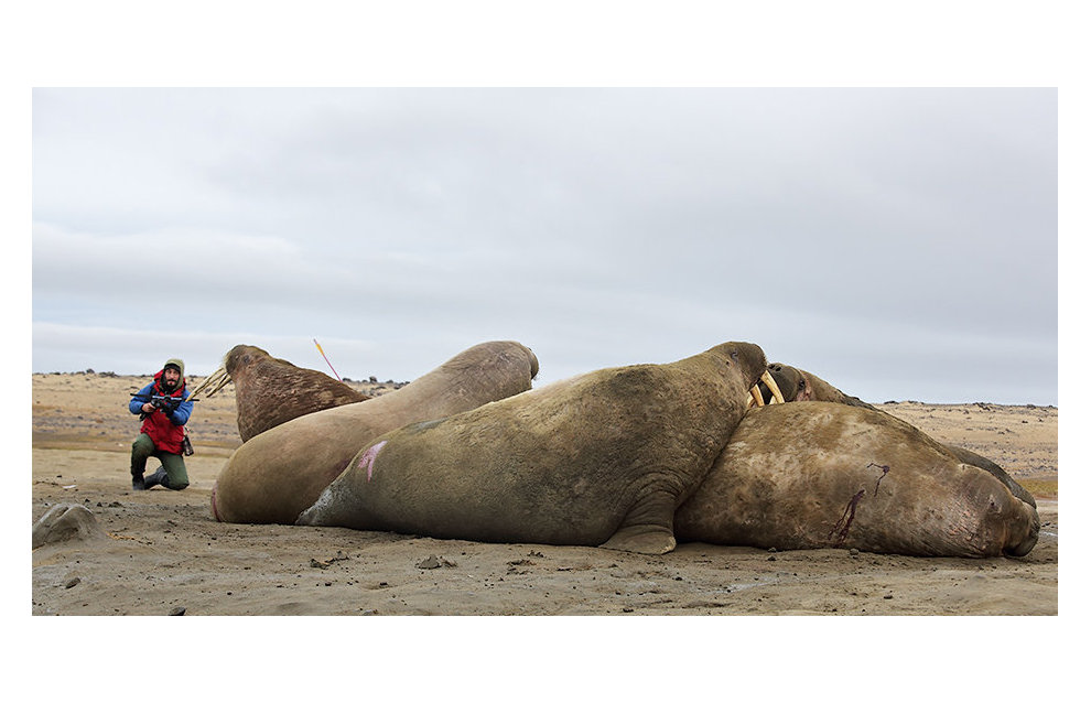 Zoologist Miroslav Babushkin collects walrus skin biopsy samples on Heiss Island. The process of collecting skin and fat samples is almost painless for an animal, like a mosquito bite for a human