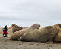 Zoologist Miroslav Babushkin collects walrus skin biopsy samples on Heiss Island. The process of collecting skin and fat samples is almost painless for an animal, like a mosquito bite for a human