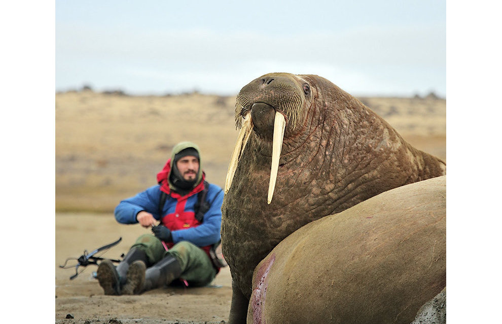 Zoologist Miroslav Babushkin collects walrus skin biopsy samples on Heiss Island. Biopsy samples from 11 walruses were collected during two hours