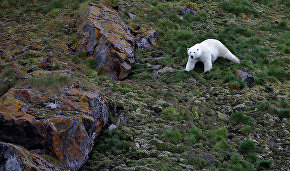 Planes, drones to help count polar bear population