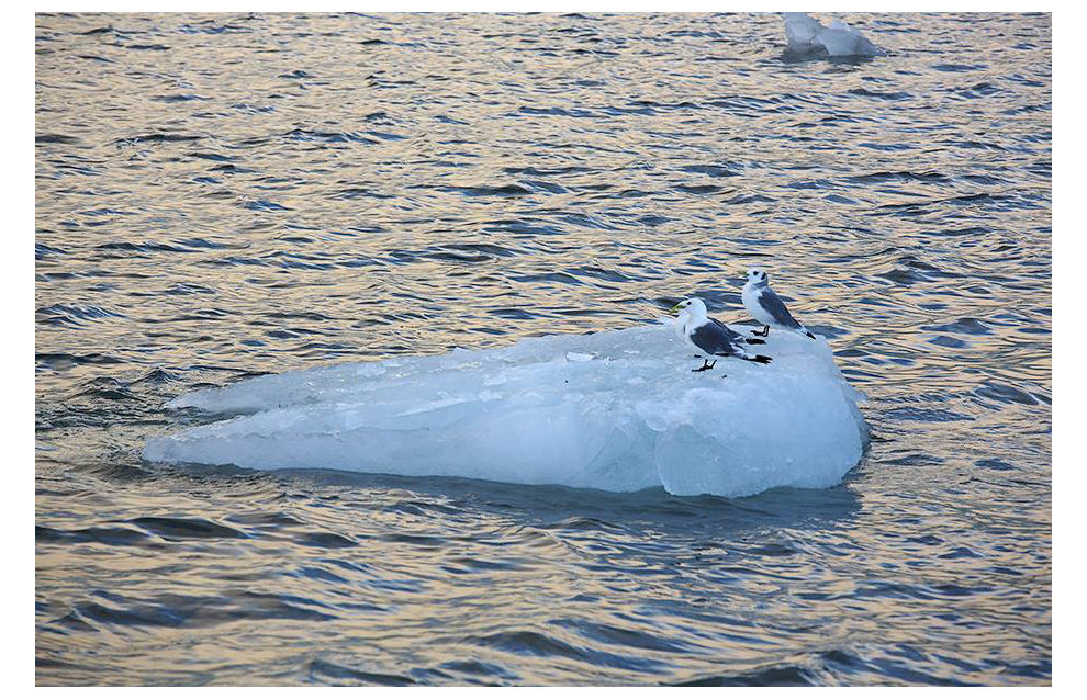 Kittiwakes are the most frequently sighted gull species on the expedition
