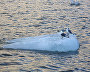Kittiwakes are the most frequently sighted gull species on the expedition