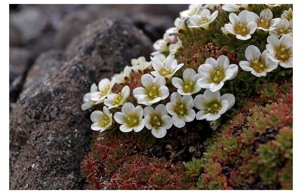 Tufted saxifrage (Saxifraga caespitosa), Leigh-Smith Island