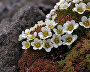 Tufted saxifrage (Saxifraga caespitosa), Leigh-Smith Island