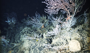 World’s first marine geology encyclopedia presented at UArctic Congress