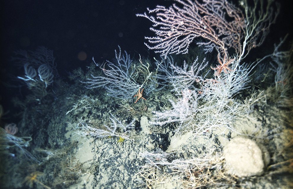 World’s first marine geology encyclopedia presented at UArctic Congress