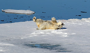 An all-inclusive Arctic adventure: ice, storms, bears