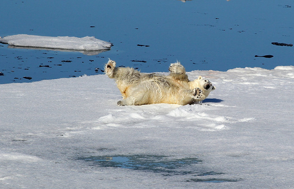 An all-inclusive Arctic adventure: ice, storms, bears