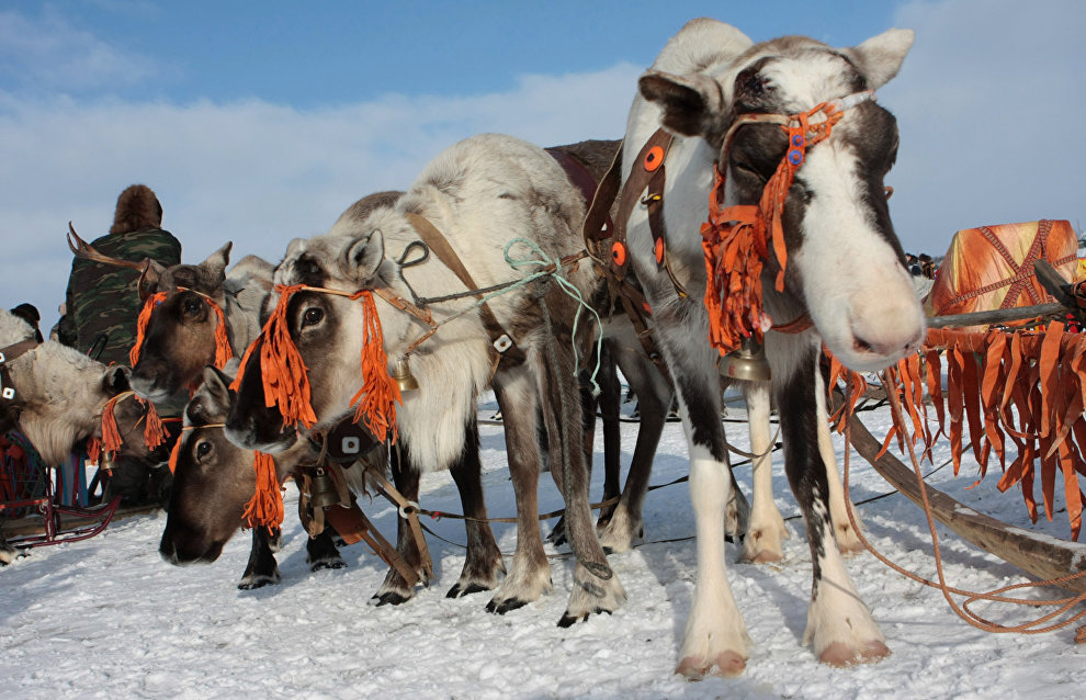 A reindeer-herding community on the Kanin Peninsula
