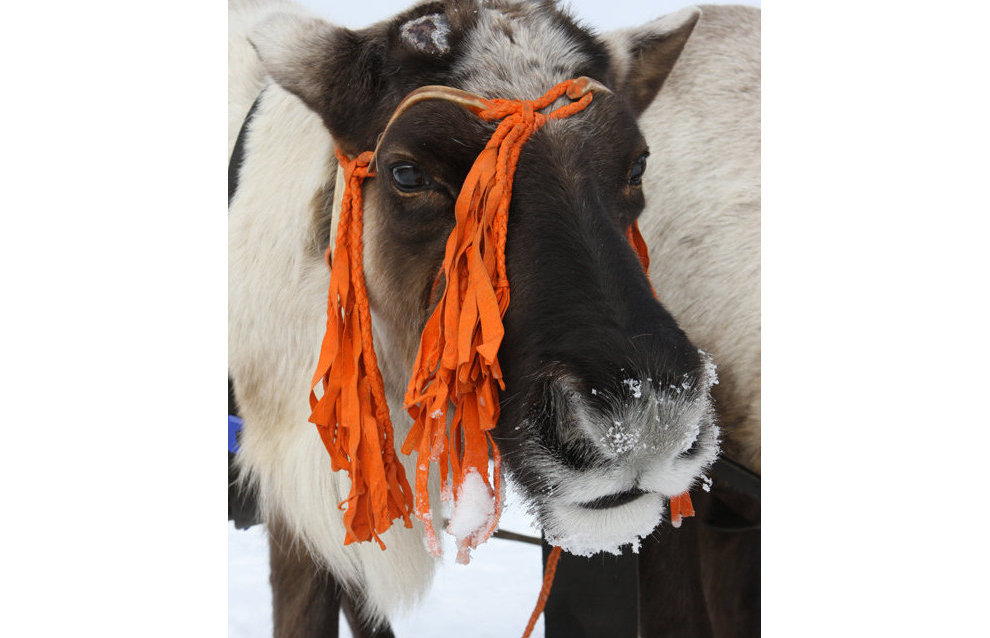 A reindeer-herding community on the Kanin Peninsula