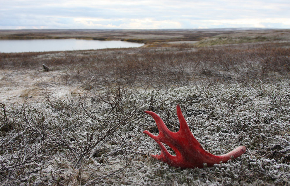 A reindeer-herding community on the Kanin Peninsula