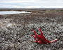 A reindeer-herding community on the Kanin Peninsula