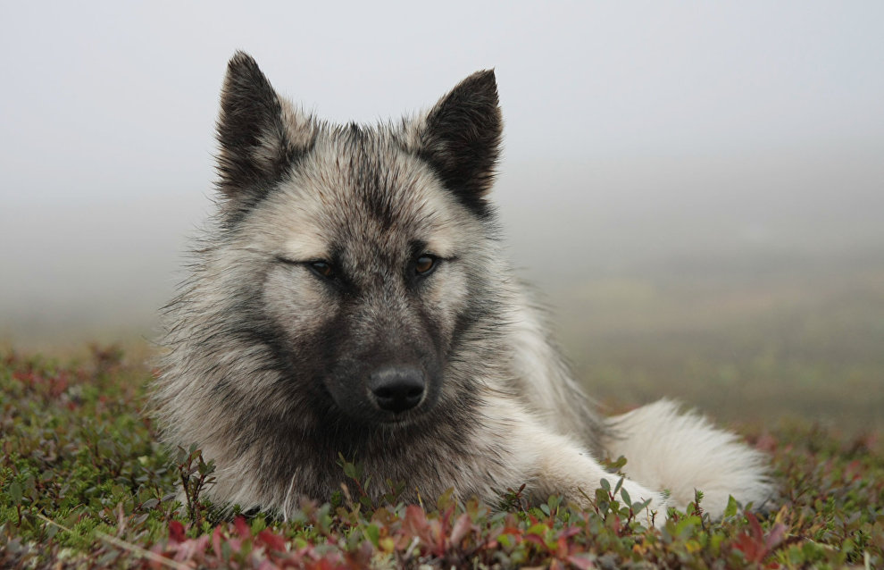 A reindeer-herding community on the Kanin Peninsula