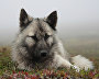 A reindeer-herding community on the Kanin Peninsula