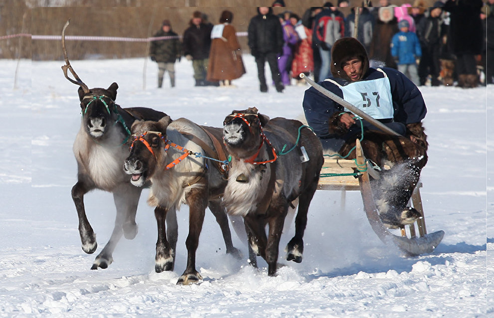 A reindeer-herding community on the Kanin Peninsula