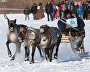 A reindeer-herding community on the Kanin Peninsula