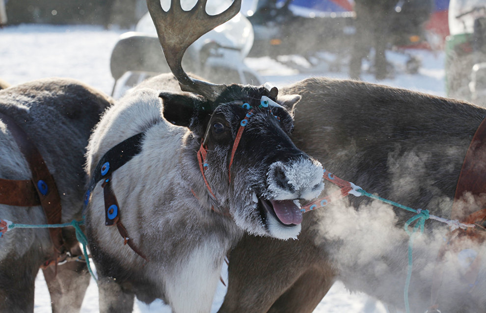 A reindeer-herding community on the Kanin Peninsula
