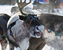 A reindeer-herding community on the Kanin Peninsula