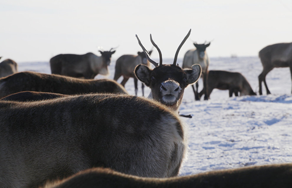 A reindeer-herding community on the Kanin Peninsula