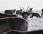 A reindeer-herding community on the Kanin Peninsula