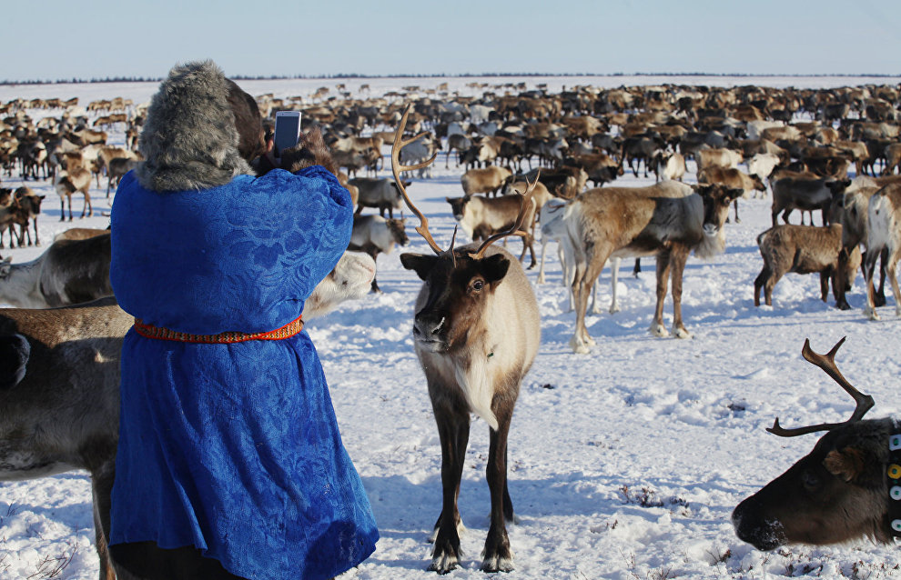A reindeer-herding community on the Kanin Peninsula