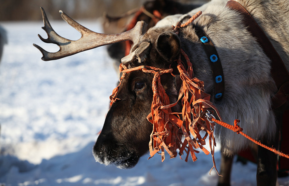 A reindeer-herding community on the Kanin Peninsula