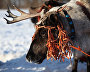 A reindeer-herding community on the Kanin Peninsula