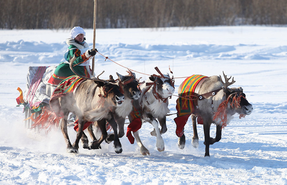 A reindeer-herding community on the Kanin Peninsula