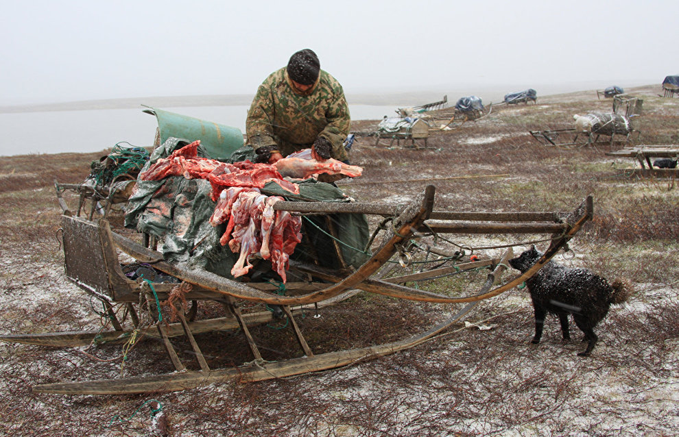A reindeer-herding community on the Kanin Peninsula