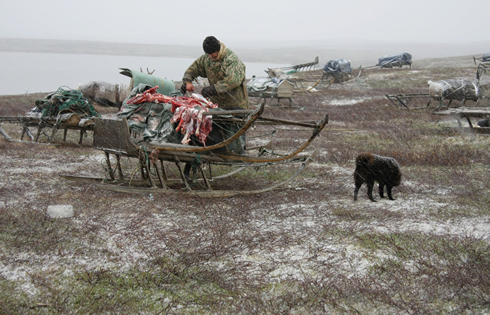 A reindeer-herding community on the Kanin Peninsula