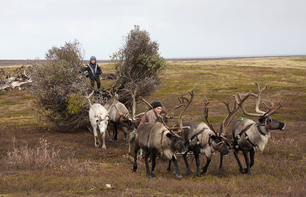 A reindeer-herding community on the Kanin Peninsula