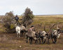 A reindeer-herding community on the Kanin Peninsula