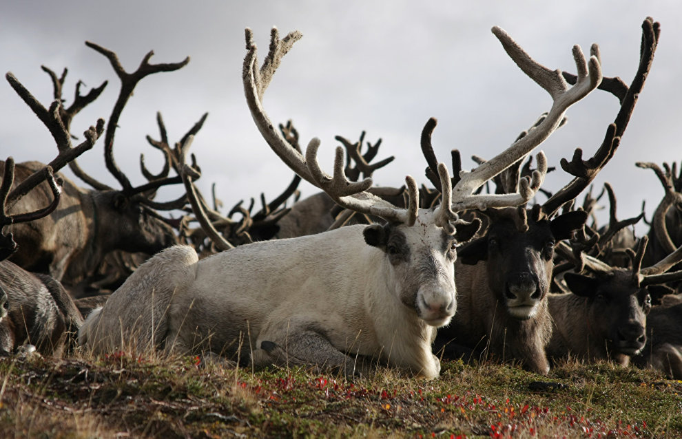 A reindeer-herding community on the Kanin Peninsula