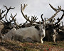 A reindeer-herding community on the Kanin Peninsula