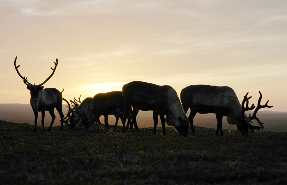 A reindeer-herding community on the Kanin Peninsula