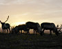 A reindeer-herding community on the Kanin Peninsula