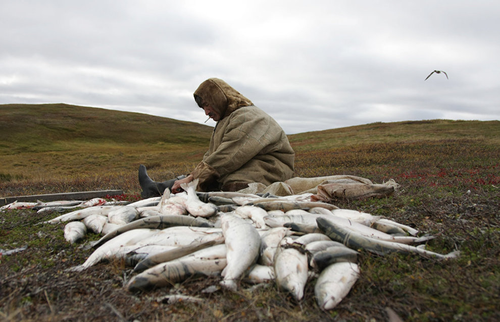 A reindeer-herding community on the Kanin Peninsula