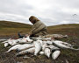 A reindeer-herding community on the Kanin Peninsula