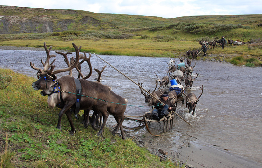 A reindeer-herding community on the Kanin Peninsula