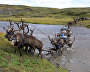 A reindeer-herding community on the Kanin Peninsula